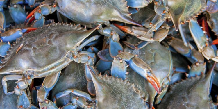 Crabe bleu : Quand la Tunisie transforme la menace en opportunit&eacute;