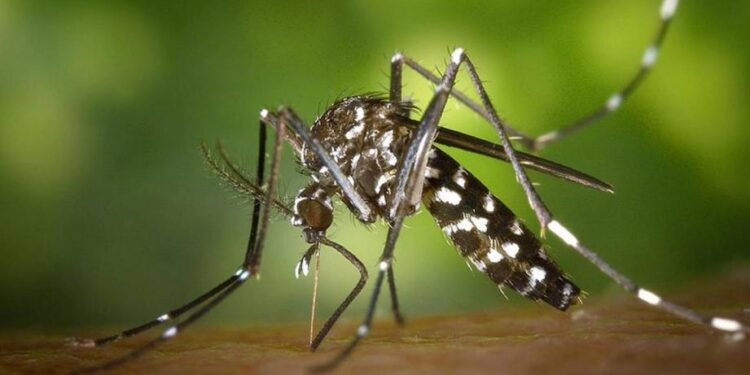 Un sixième cas du virus du Nil occidental à Mahdia ?