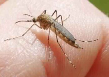 Malgr&eacute; la fin de l'&eacute;t&eacute;, l'invasion des moustiques au Grand-Tunis !