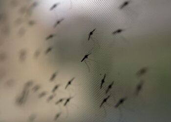 Pluies &agrave; la Soukra : La nappe phr&eacute;atique n&rsquo;absorbe plus, les moustiques pullulent