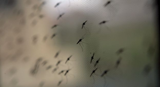 Pluies à la Soukra : La nappe phréatique n’absorbe plus, les moustiques pullulent