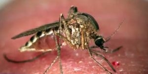 Virus du Nil occidental : Un nouveau décès suspect à Kairouan