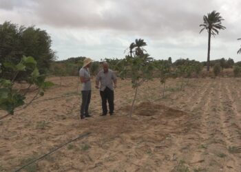 Un agronome tunisien a invent&eacute; un irrigateur souterrain "r&eacute;volutionnaire" !