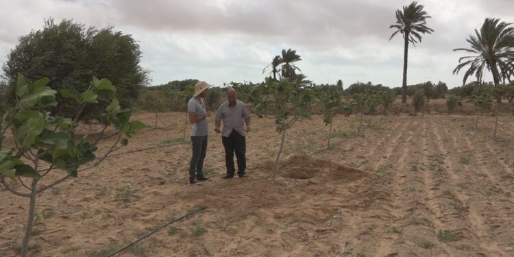 Un agronome tunisien a inventé un irrigateur souterrain "révolutionnaire" !