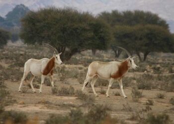Dans l'ancienne savane du sud-ouest tunisien : Acacias, gazelles, aigles et tortues