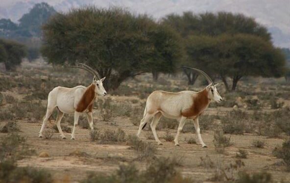 Dans l'ancienne savane du sud-ouest tunisien : Acacias, gazelles, aigles et tortues