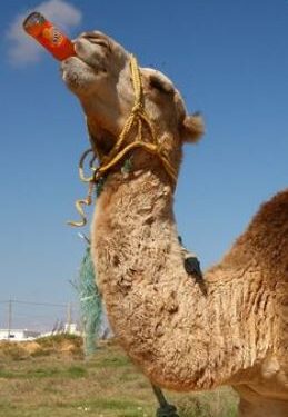 Le dromadaire et la Fanta