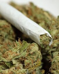 Tunisie : Marijuana à tout vent !