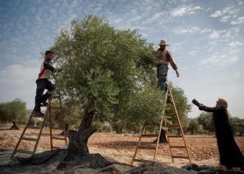 "Crise" de l'huile d&rsquo;olive en Italie : Le malheur des uns fait le bonheur de la Tunisie !