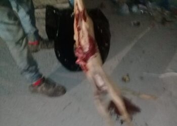 La municipalit&eacute; de la Soukra tue les chiens errants et s&rsquo;en vante !