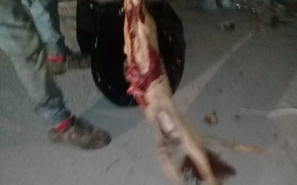 La municipalit&eacute; de la Soukra tue les chiens errants et s&rsquo;en vante !