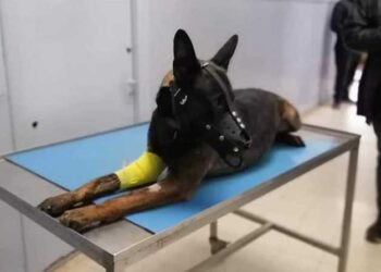 Op&eacute;ration de Jelma : Le r&ocirc;le d&eacute;terminant jou&eacute; par Frits, le berger malinois de la BAT