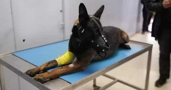Opération de Jelma : Le rôle déterminant joué par Frits, le berger malinois de la BAT