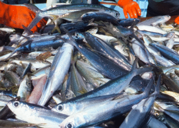 Produits de la pêche : Excédent commercial positif mais en forte contraction