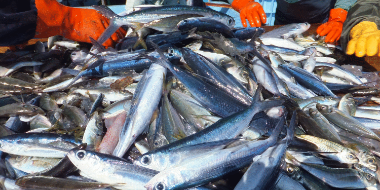 Produits de la pêche : Excédent commercial positif mais en forte contraction