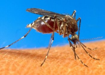 Virus du Nil occidental : 130 cas recens&eacute;s en 2018