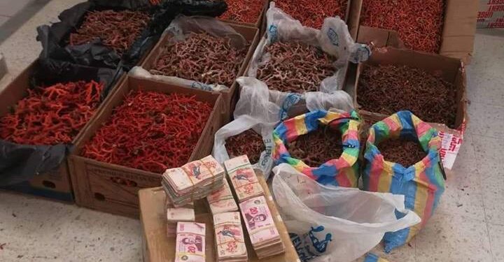 Saisie de 167 kg de corail à Tabarka
