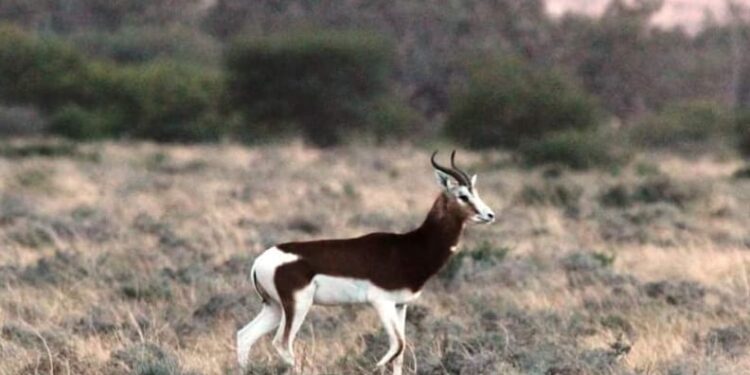 Tunisie : Sauvons la gazelle Mohrr Dama !