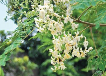 Tunisie : A Sfax, des femmes form&eacute;es en plantation de Moringa, l&rsquo;arbre miracle !