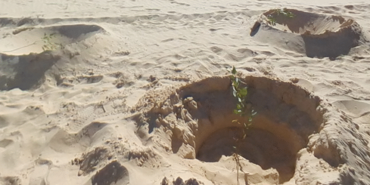 Désert tunisien : Les 1800 arbres ont été plantés