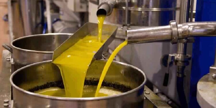 Huile d’olive : Des exportations record… mais des revenus en chute libre