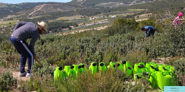 A Kesra, des jeunes redonnent vie à une forêt ravagée par le feu