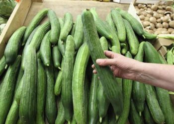 Tunis : Jusqu'&agrave; 5 dinars le kilo de concombre !