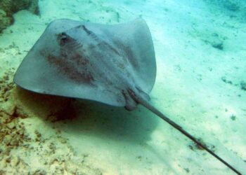 Tunisie : Neuf poissons menac&eacute;s d&rsquo;extinction captur&eacute;s et vendus &agrave; K&eacute;libia