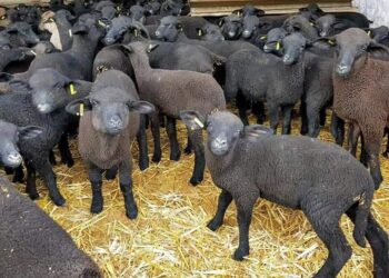 Petite histoire des moutons noirs de Thibar