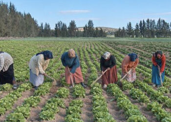 Tunisie : 376 MD de la FAO pour l&rsquo;investissement agricole