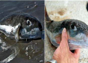 Tunisie : Mise en garde contre la consommation d'un poisson extr&ecirc;mement toxique