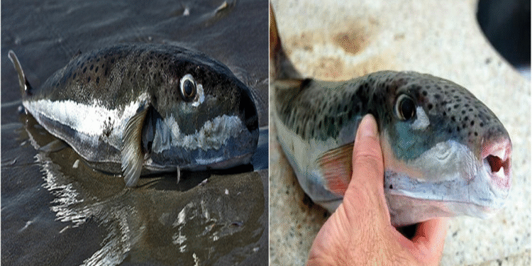Tunisie : Mise en garde contre la consommation d'un poisson extrêmement toxique