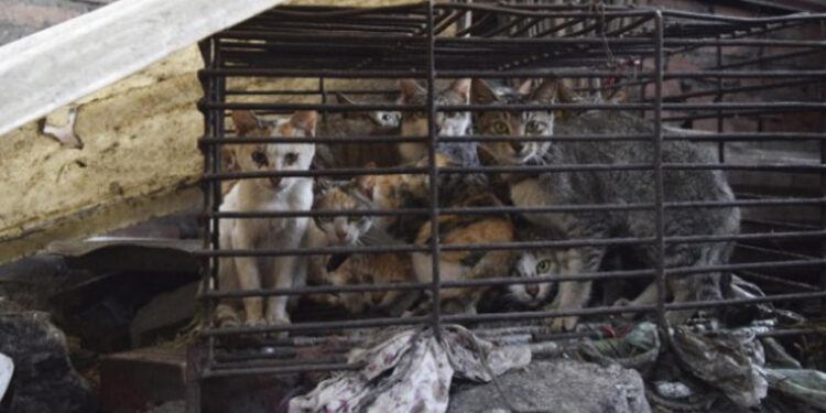 Un "abattoir" de chats découvert à Tunis, 3 tonnes de viandes saisies !