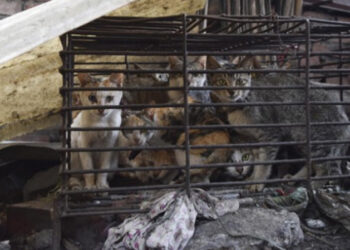 Viande de chat saisie &agrave; Tunis : Clarifications du minist&egrave;re de l'Int&eacute;rieur