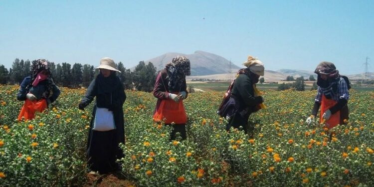 "Ahmini" : 1000 portables pour les femmes paysannes à Béja