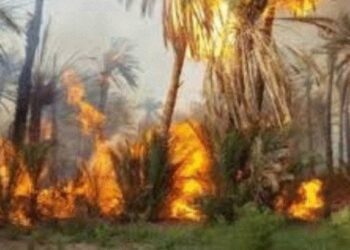 Plus de 239 palmiers ravag&eacute;s par le feu &agrave; Tozeur