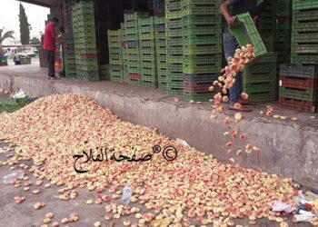 Tunisie : Des tonnes de pêches jetées dans la rue !