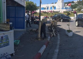 "Tol&eacute;rance z&eacute;ro" &agrave; Sidi Bou Sa&iuml;d : Un citoyen sanctionn&eacute; pour avoir coup&eacute; un arbre!