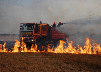 Tunisie : Qui veut détruire la récolte céréalière ?