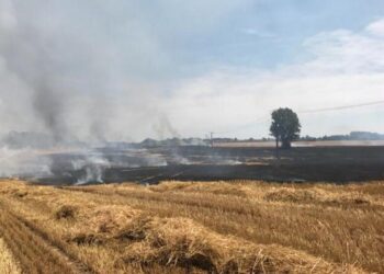 Testour : 24 hectares de céréales détruits par le feu