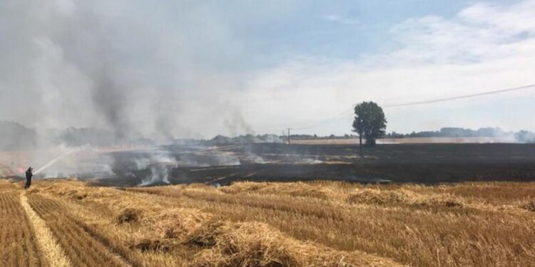 Testour : 24 hectares de céréales détruits par le feu