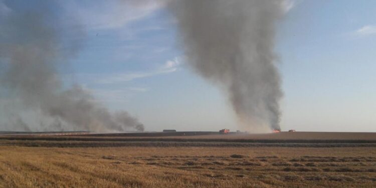 Le Kef : Un comité régional pour protéger la récolte des céréales