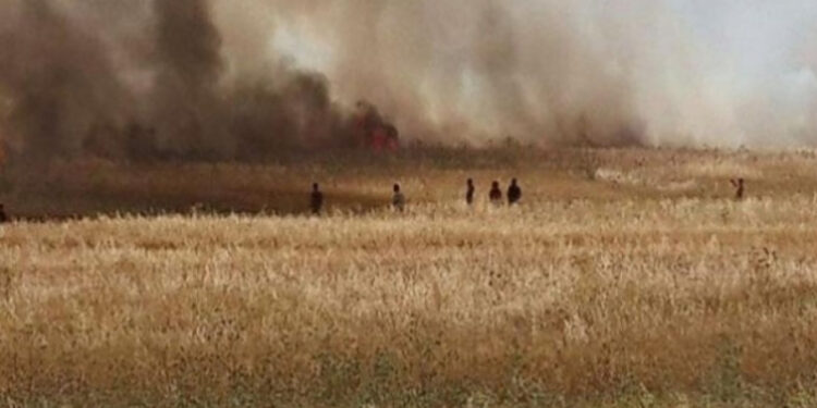 A Siliana, les flammes ravagent plus de 280 hectares de céréales