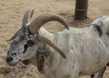 Des moutons &agrave; quatre cornes vol&eacute;s du zoo du Belv&eacute;d&egrave;re !