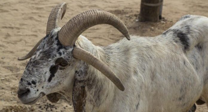 Des moutons à quatre cornes volés du zoo du Belvédère !