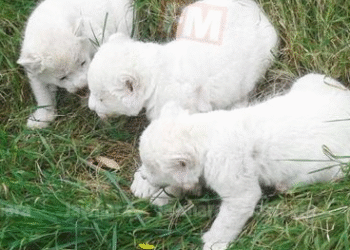 Friguia Park répond à la polémique : "Les tigres blancs étaient échangés dans le cadre d'un accord avec un parc libyen"