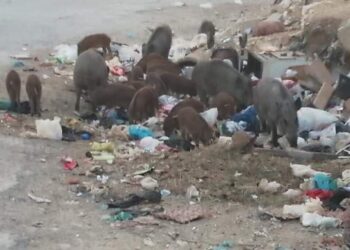 Au pied du Bou Kornine, les sangliers font comme les chats !