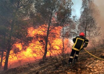 Un gigantesque incendie détruit 100 ha de pins à Nabeul