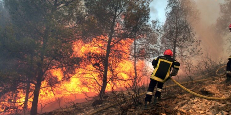 Un gigantesque incendie détruit 100 ha de pins à Nabeul
