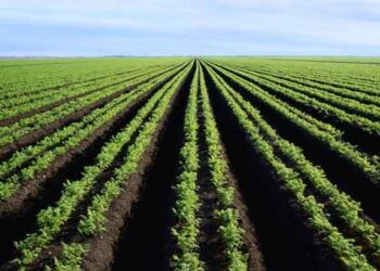 La Tunisie, leader africain en agriculture biologique